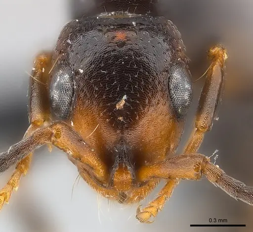 Tanipone maculata - CASENT0002590