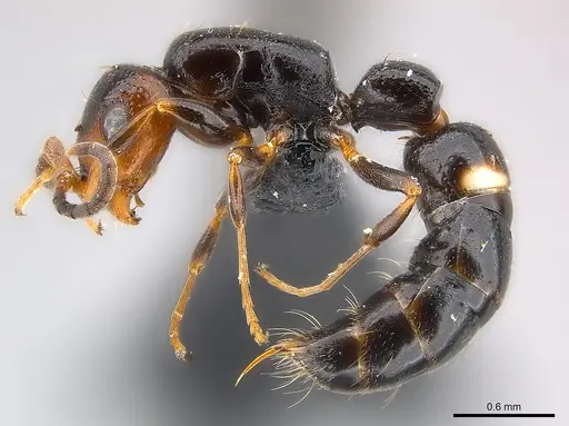 Tanipone maculata - CASENT0002590