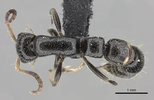 Tanipone pilosa specimen