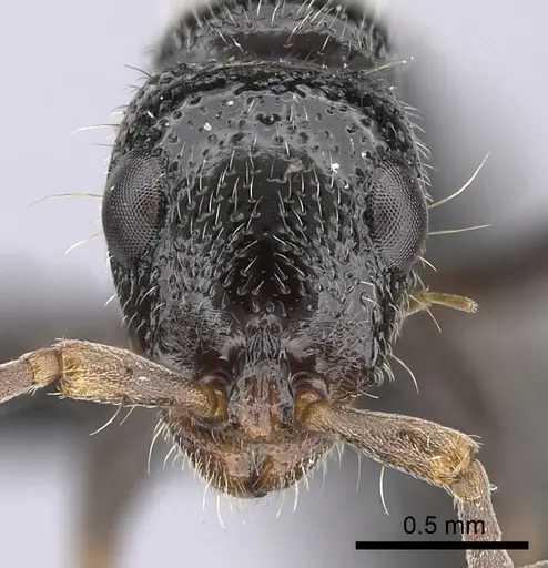 Tanipone pilosa specimen