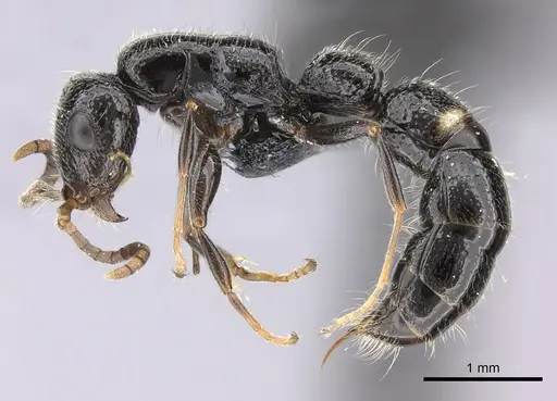 Tanipone pilosa - CASENT0110420