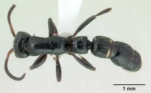 Tanipone pilosa - CASENT0410479