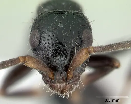 Tanipone pilosa - CASENT0410479