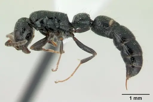 Tanipone pilosa - CASENT0410479