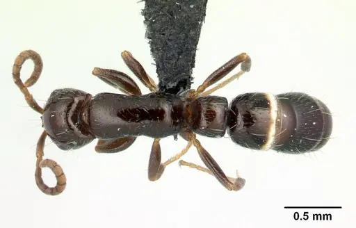 Tanipone scelesta specimen