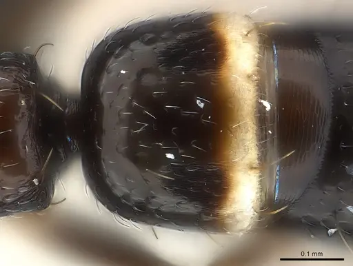 Tanipone scelesta specimen