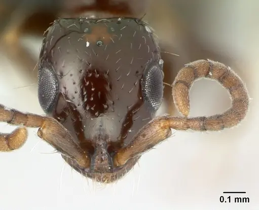 Tanipone scelesta specimen