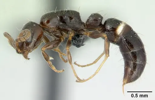 Tanipone scelesta - CASENT0002323