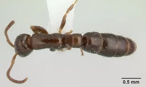 Tanipone scelesta - CASENT0004511