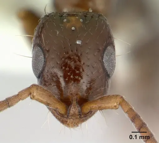 Tanipone scelesta - CASENT0004511