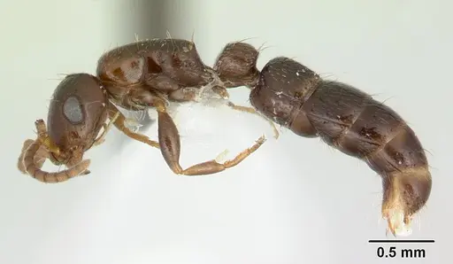 Tanipone scelesta - CASENT0004511