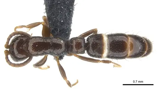 Tanipone scelesta - CASENT0073599