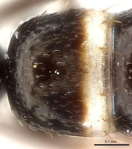 Tanipone scelesta - CASENT0073599