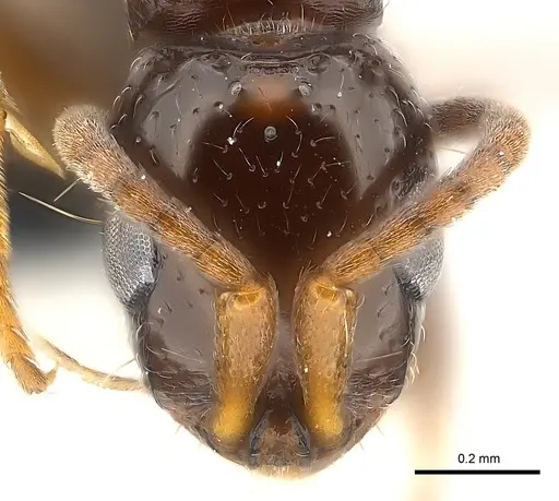 Tanipone scelesta - CASENT0073599