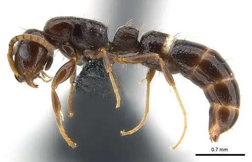 Tanipone scelesta - CASENT0073599