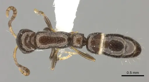 Tanipone scelesta - CASENT0430032