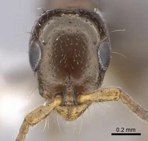 Tanipone scelesta - CASENT0430032