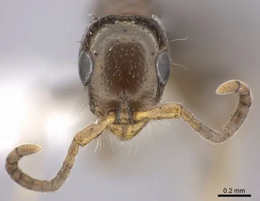 Tanipone scelesta - CASENT0430032