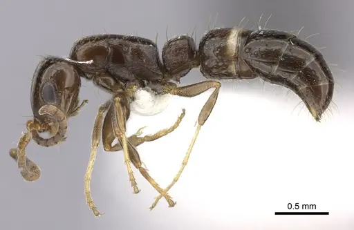 Tanipone scelesta - CASENT0430032