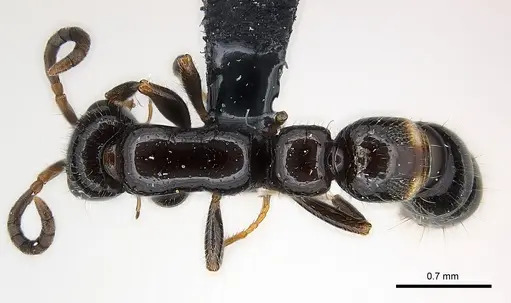 Tanipone subpilosa specimen