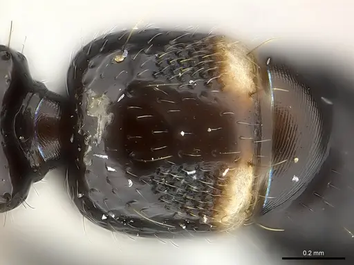 Tanipone subpilosa specimen