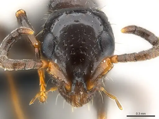 Tanipone subpilosa specimen