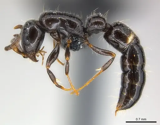 Tanipone subpilosa - CASENT0110527