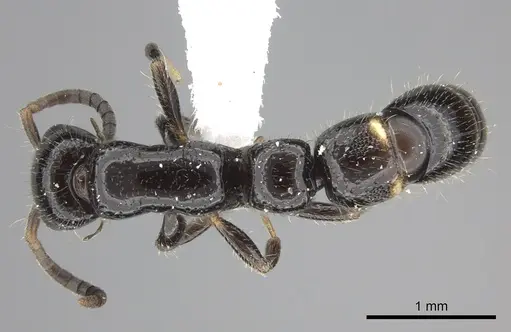 Tanipone subpilosa - CASENT0410477