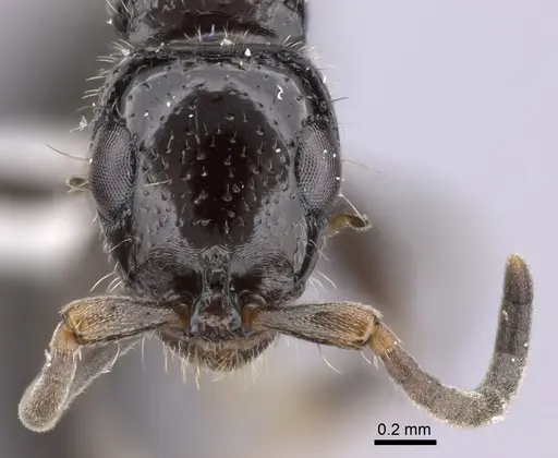 Tanipone subpilosa - CASENT0410477