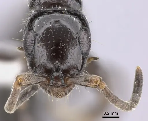 Tanipone subpilosa - CASENT0410477