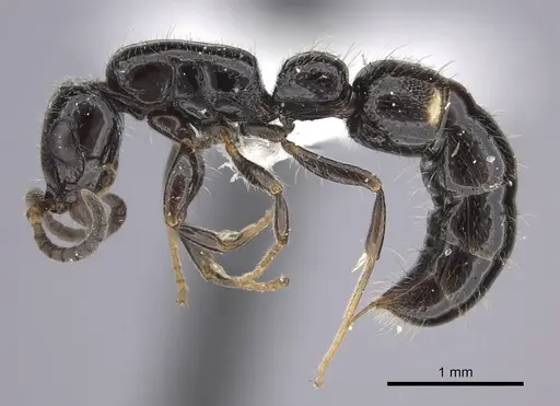 Tanipone subpilosa - CASENT0410477