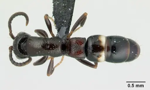 Tanipone varia specimen