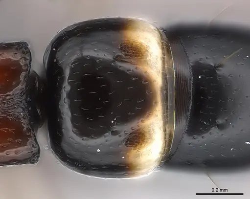 Tanipone varia specimen