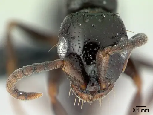 Tanipone varia specimen