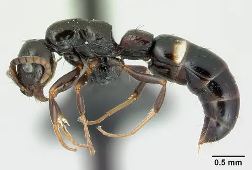 Tanipone varia - CASENT0002488