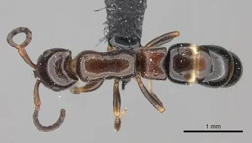 Tanipone varia - CASENT0021184