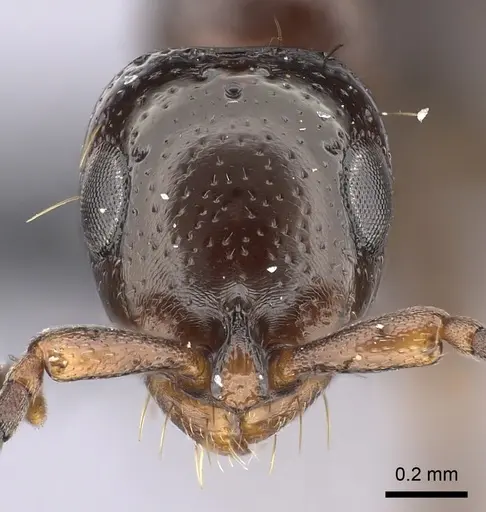 Tanipone varia - CASENT0021184