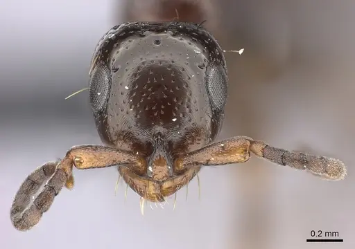 Tanipone varia - CASENT0021184