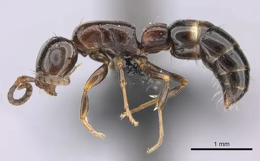 Tanipone varia - CASENT0021184