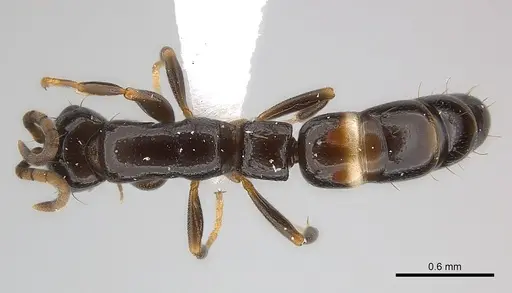 Tanipone zona specimen