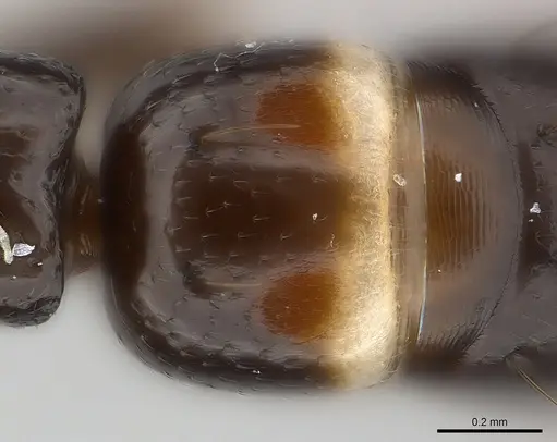 Tanipone zona specimen