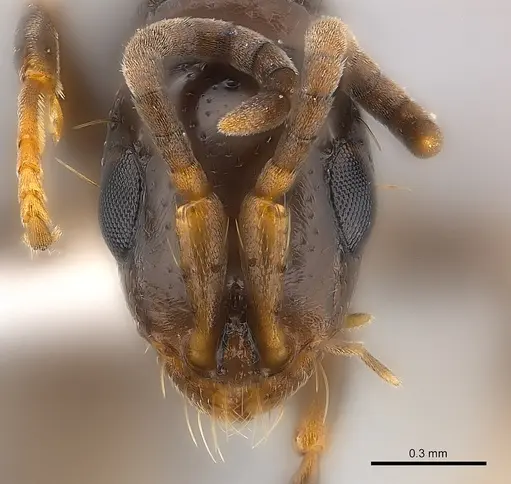 Tanipone zona specimen