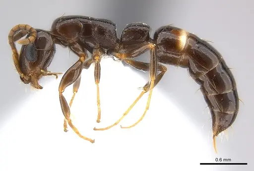 Tanipone zona - CASENT0001187