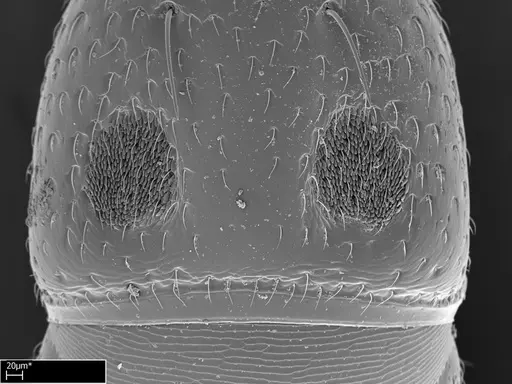 Tanipone zona - CASENT0010023