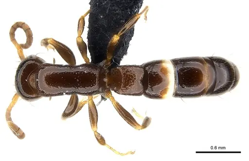 Tanipone zona - CASENT0020379