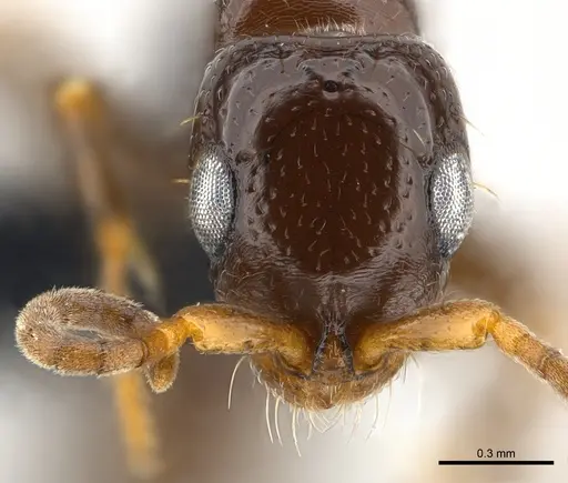 Tanipone zona - CASENT0020379