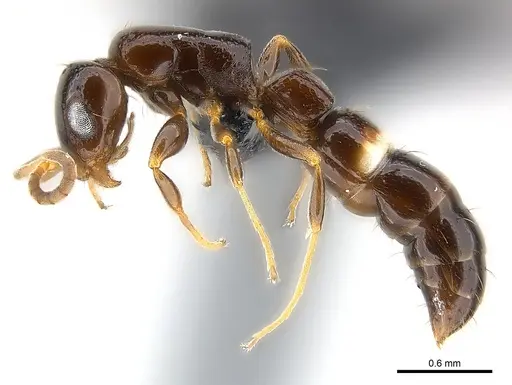 Tanipone zona - CASENT0020379