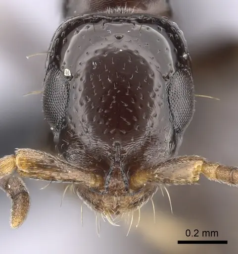 Tanipone zona - CASENT0020383