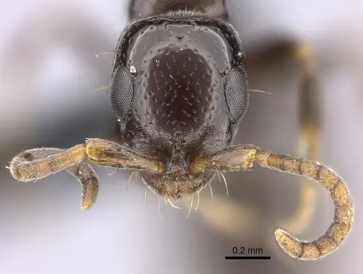 Tanipone zona - CASENT0020383