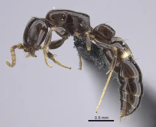 Tanipone zona - CASENT0020383